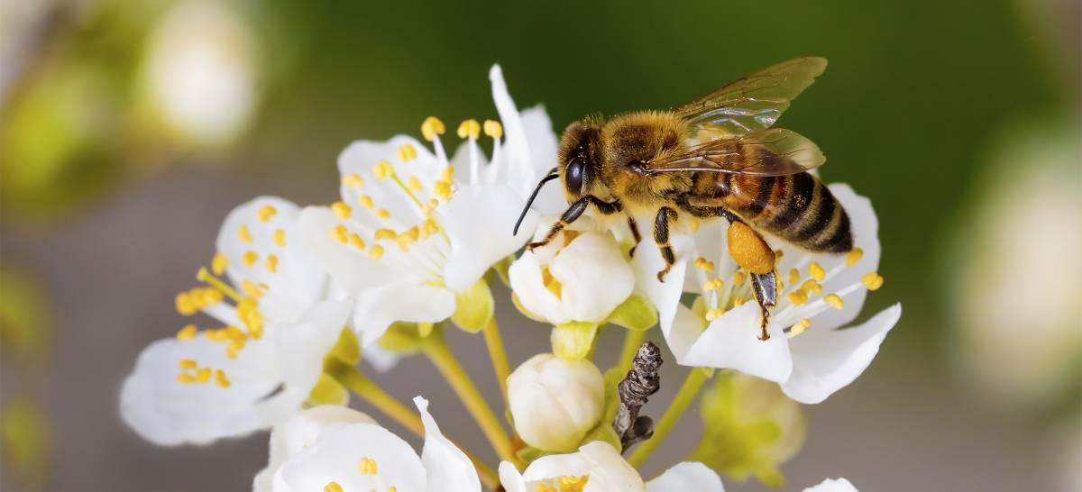 bees