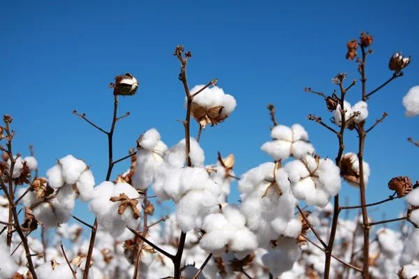 world cotton day