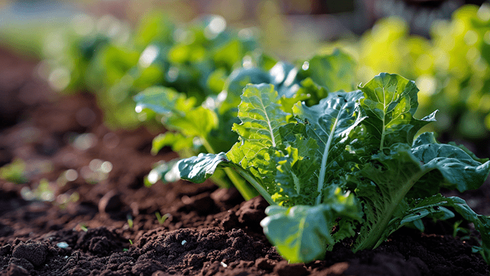 seed systems