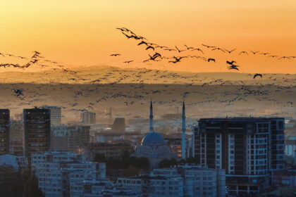 birds