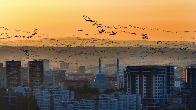 birds